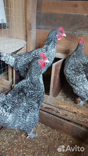 Инкубационное яйцо виандот, лакенфельдер, малин