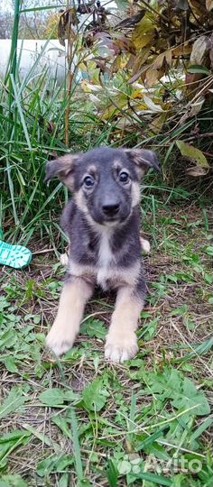 Щенки лайки
