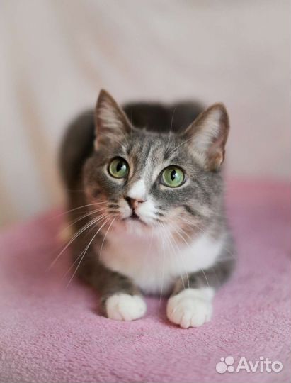 Котик молоденький Митя мальчик, 1 год