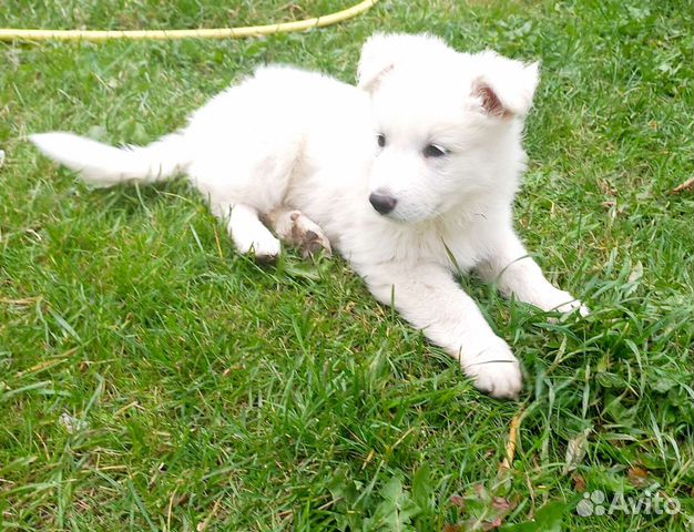 Белая швейцарская овчарка щенок объявление продам