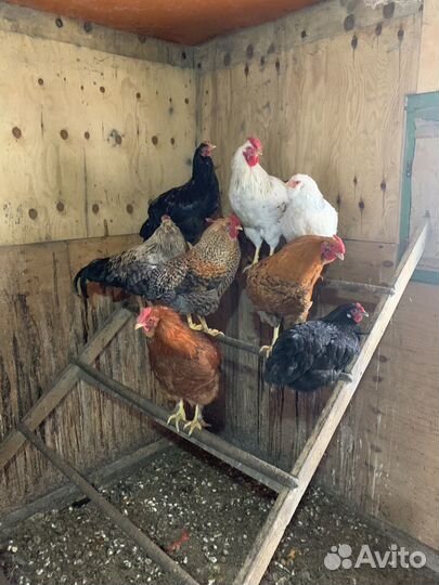 Молодые петушки