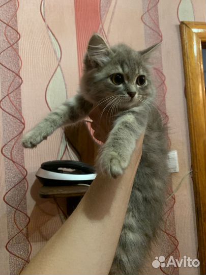 Кошечка в добрые руки