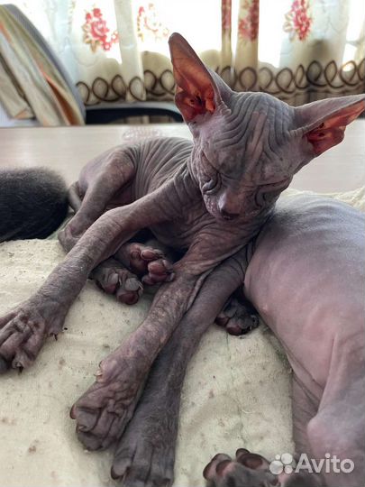 Петерболд сфинкс