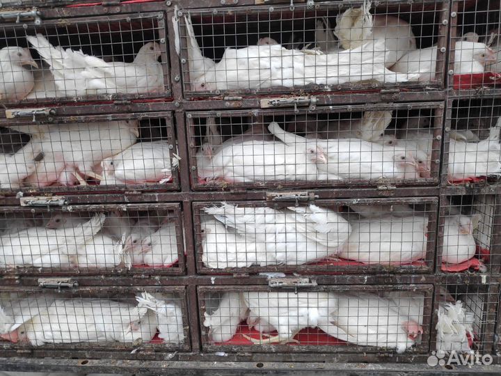 Вожу кур оптом