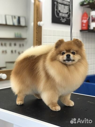 Груминг. Стрижка собак, уход за кошками