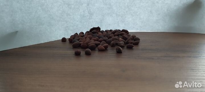 Семена кедрового стланика