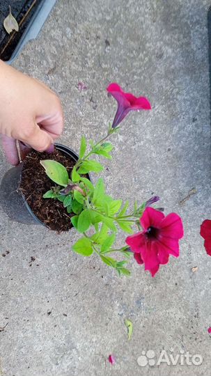 Петунии Тайделы