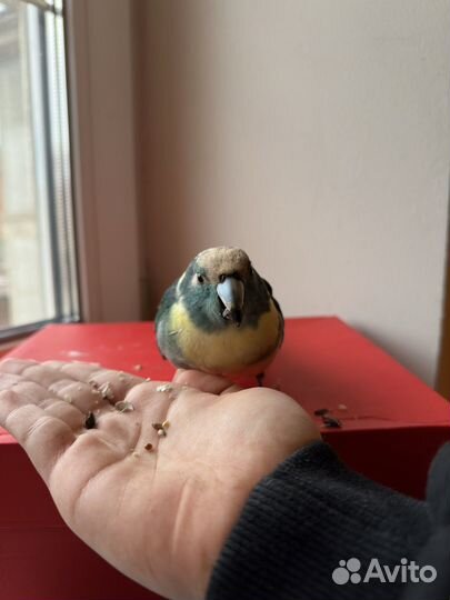 Попугай какарик