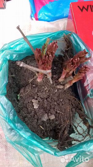 Пионы из своего сада