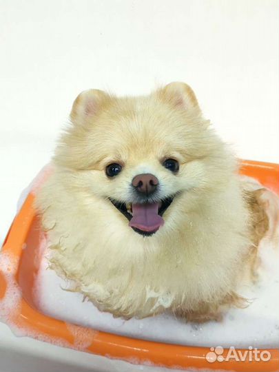 Стрижка собак/экспресс-линька мжк, Плющиха