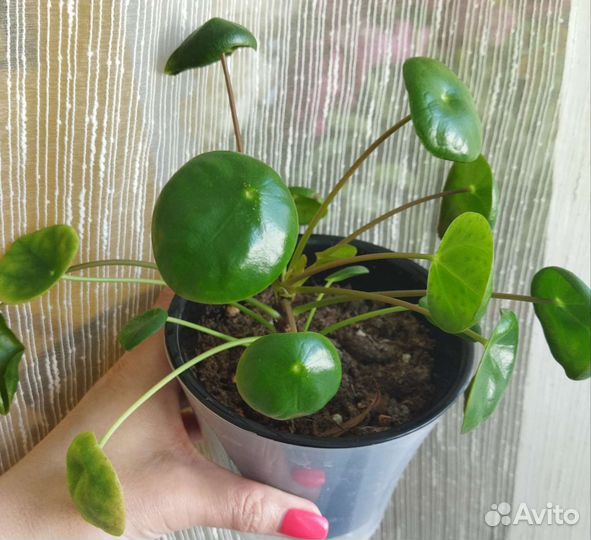 Пилея пеперомиевидная