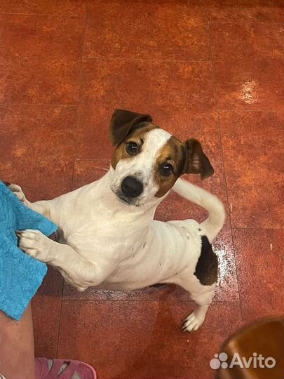 Вязка Джек Рассел терьер