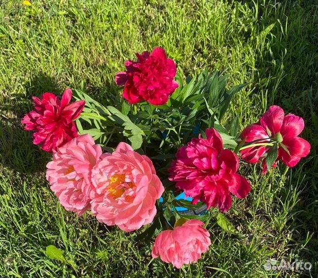Пионы букет