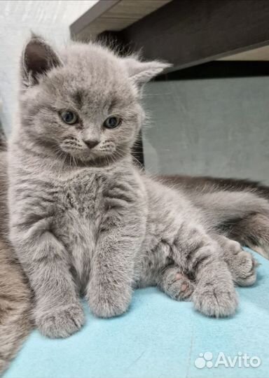 Британские котята