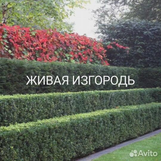 Растения для живой изгороди