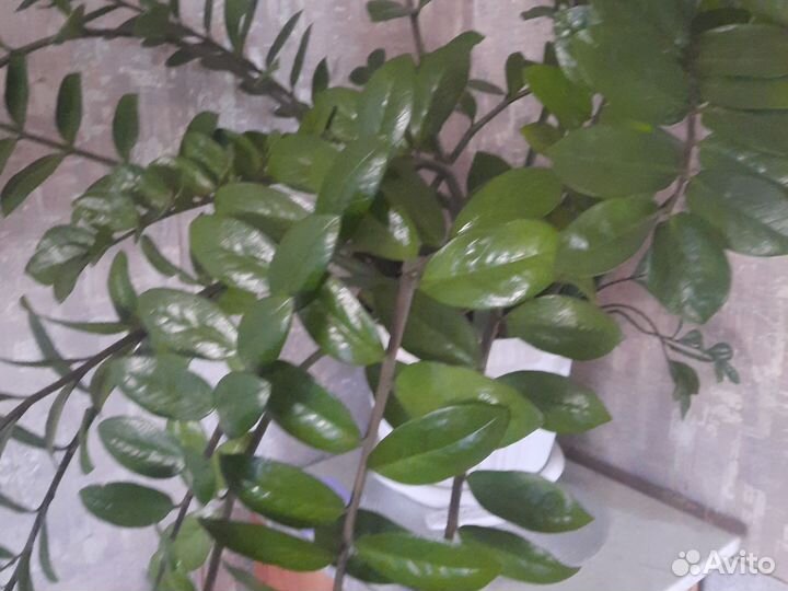 Замиокулькас