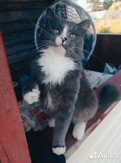 Котик в добрые руки