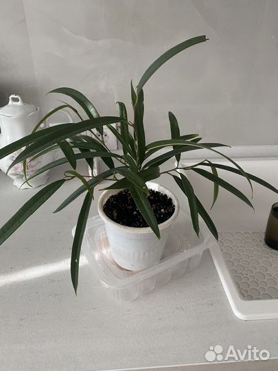 Фикус Али Биннендийка