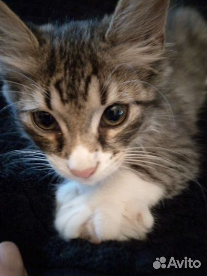 Кошка домашняя