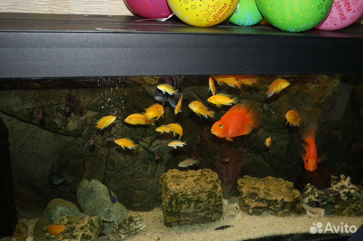 Ремонт аквариумов от 60 до 600 литров