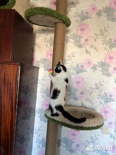 Когтеточка в потолок, в распор, комплекс