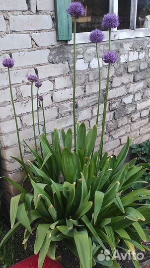 Лук многоярусный, шнитт, слизун, чеснок