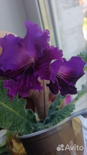 Стрептокарпусы цветущие