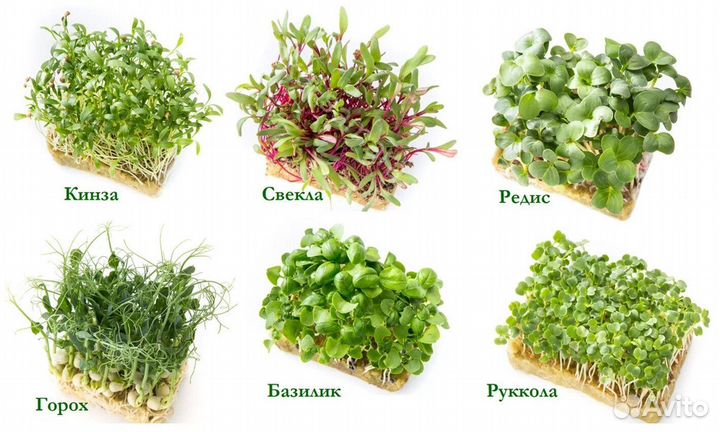 Микрозелень