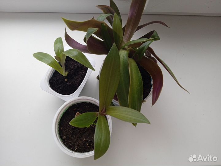 Традесканция