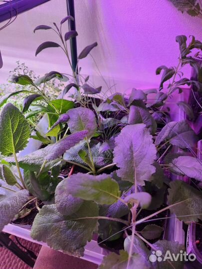 Рассада пряные травы, аптекарский огород