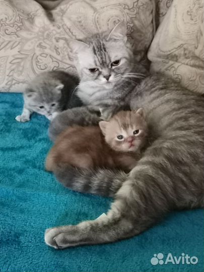 Кошки