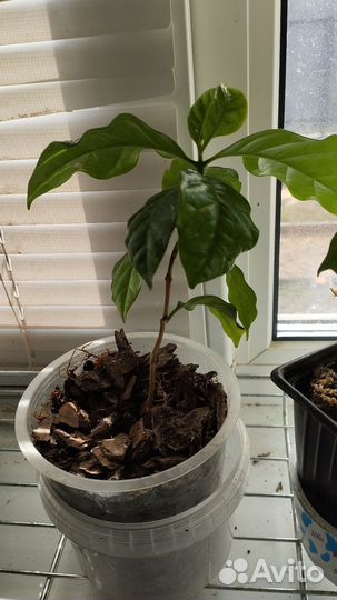 Лимон вариегатный, комнатные растения, кофе