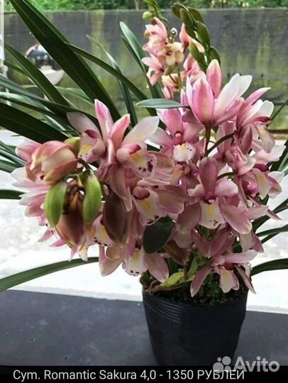 Мини- цимбидиумы. Орхидея