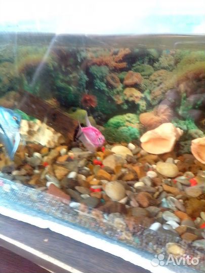 Аквариум
