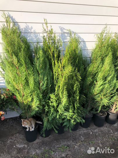 Продам туи восточная книжка