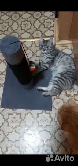 Котик