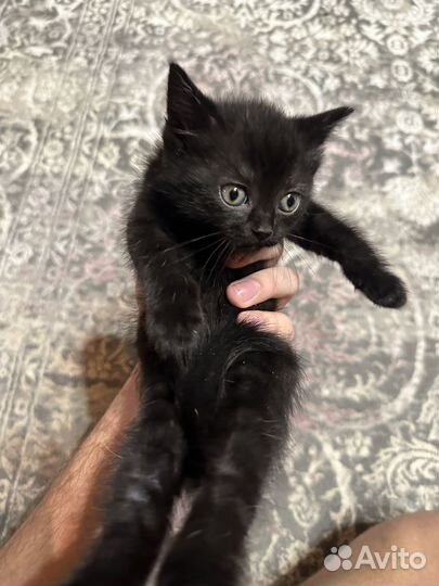 Британская кошка