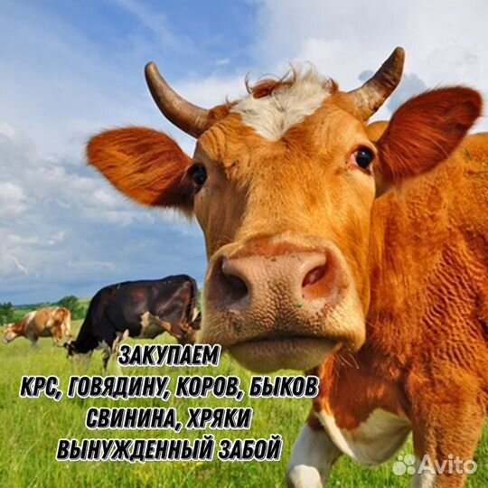 Закупка мяса