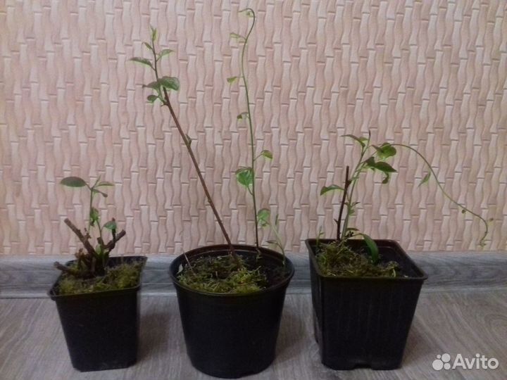 Саженцы лимонника