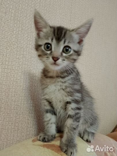 Котик Клепа