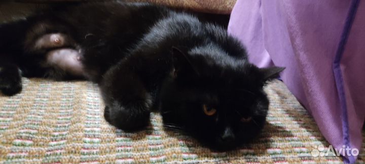 Черная кошка