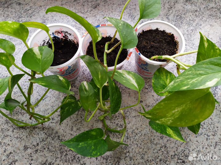 Сциндапсус золотистый + алое