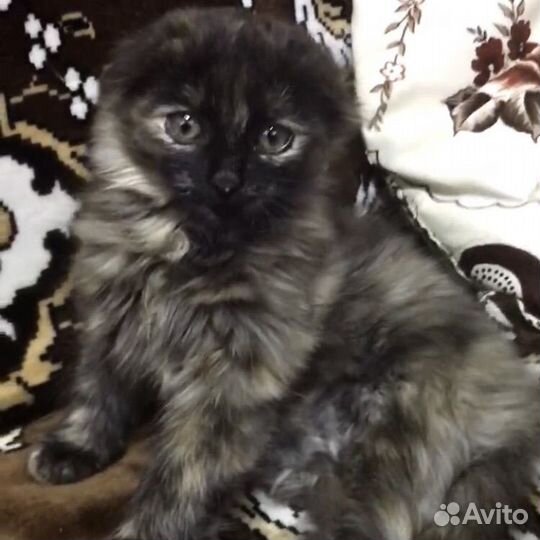 Вислоухий пушистый котенок девочка бесплатно