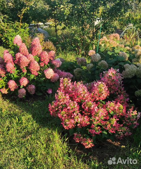 Метельчатая гортензия Пастельгрин