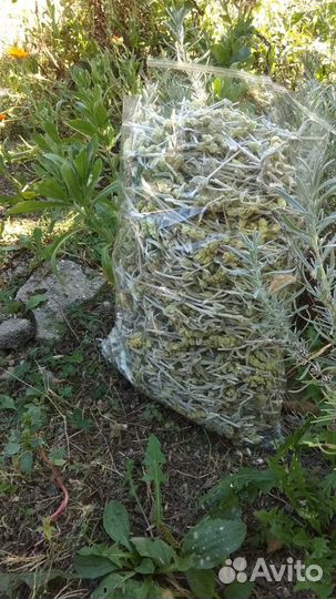 Железница Крымская (лимонник, чабан-чай)