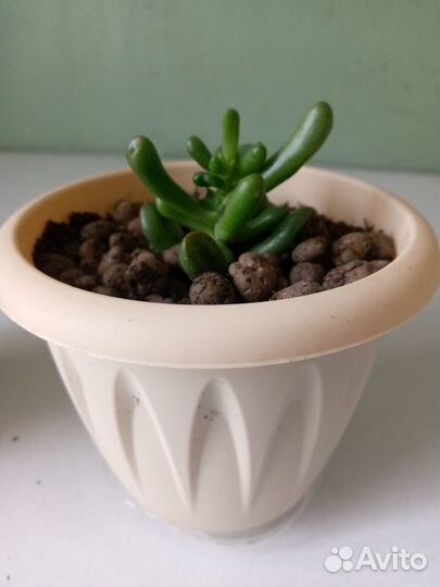 Суккуленты