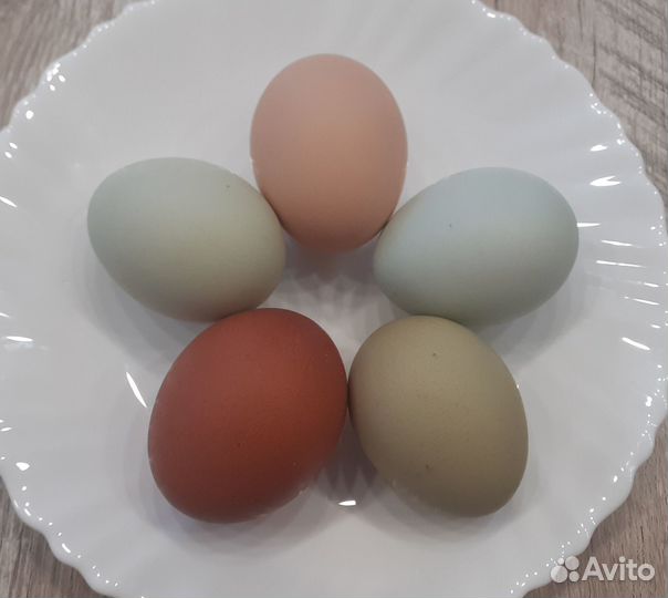 Инкубационное яйцо