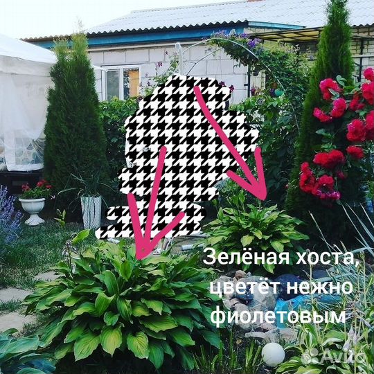 Ирисы, хоста и др