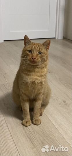 Молодой котик в добрые руки