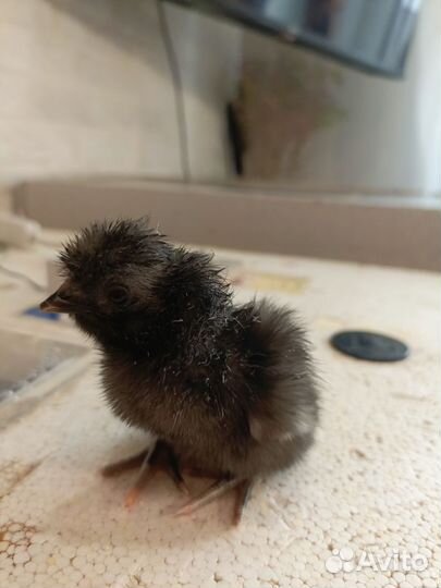 Цыплёнок 10.04.24